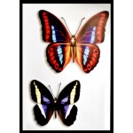 Tablou / Poster pentru decor salon 3D din vinil Cod TPA043 XL Tablou / Poster pentru decor salon 3D din vinil Cod TPA043 XL